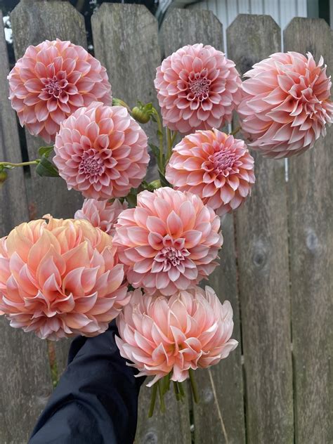 Peaches N Cream Dahlia Tubers For Sale — Heirloom Soul Florals