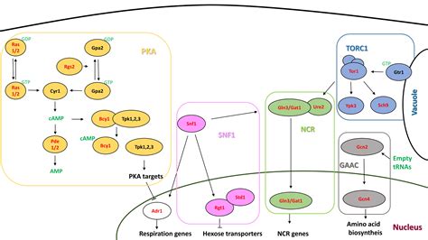 Frontiers Role Of Saccharomyces Cerevisiae Nutrient Signaling