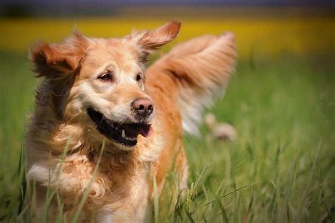 Golden Retrievers and Ear Infections - Official Golden Retriever