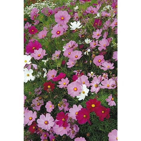 Cosmos Bipinnatus Bio Graines Baumaux