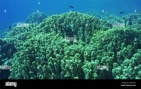 Hard Corals Colony Porites School Of Colorful Tropical Fish Swims