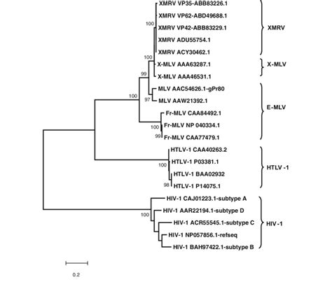 Nucleotide Phylogenetic Trees Generated Based On Full Length Xmrv