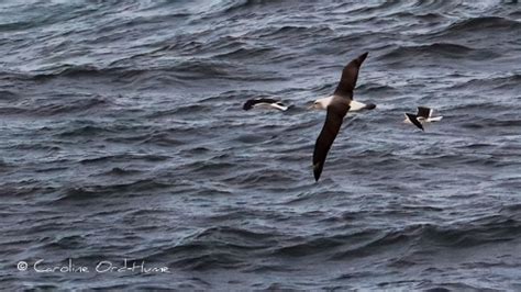 New Zealand Albatross Toroa - List of Albatross Species, Diomedeidae ...