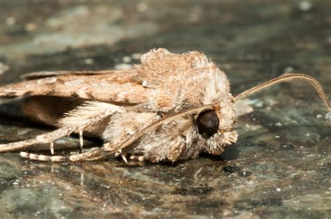 Premium Photo Night Insect Brown Moth Close Up Picture