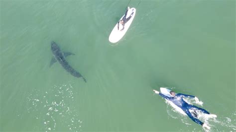 There S A 1 000 Pound Great White Shark Swimming Near The Jersey Shore Cnn