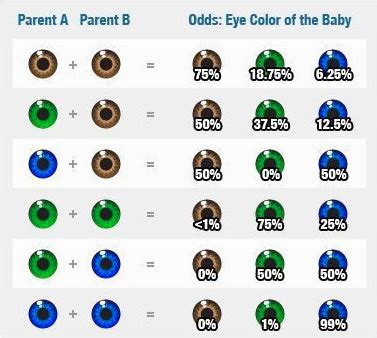 Calculadora Del Color De Ojos Versi N Sencilla Y F Cil De Entender