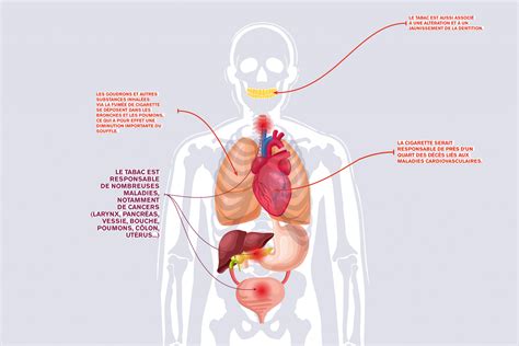 Les Effets De L Alcool Du Tabac Sur Lorganisme Vocation Sant