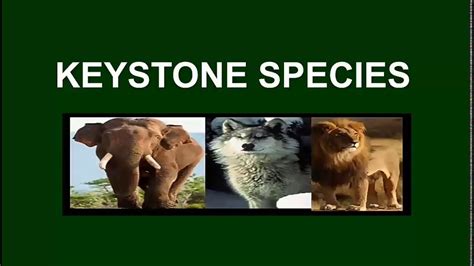 How To Identify A Keystone Species