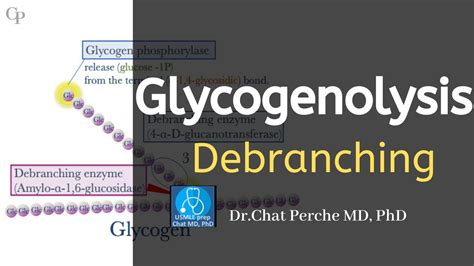 Glycogenolysis Debranching Enzyme