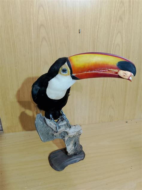 Ramphastos Toucan Taxidermy Full Body Mount Toco Toucan With Proof