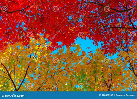 Colorful Maple Leafs During Autumn Season At Naejangsan National Stock