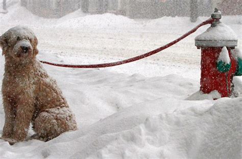 Fotostrecke Schneechaos In Den Usa Blizzard Fordert Tote Panorama