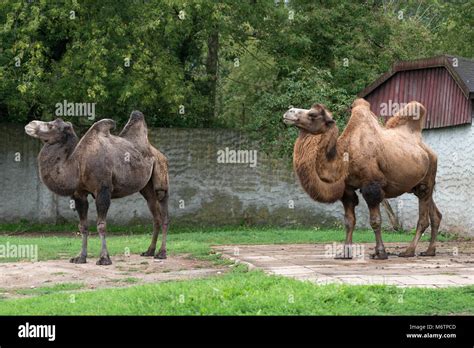 Male Female Camel Hi Res Stock Photography And Images Alamy