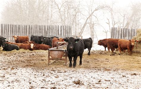 Canadas Livestock Industry In Pictures