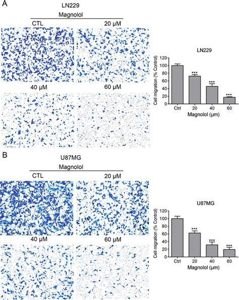 Magnolol Reduces Ln And U Mg Cell Migration A Ln And B