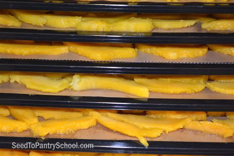 How To Dehydrate Mango Seed To Pantry School