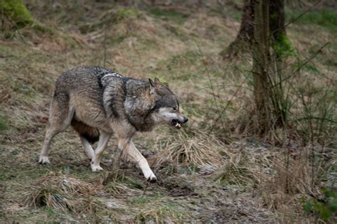 Efter ytterligare angrepp skyddsjakt på varg Svensk Jakt