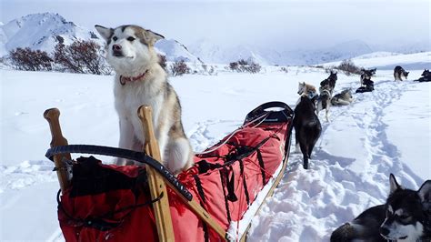 What Dogs Are Sled Dogs