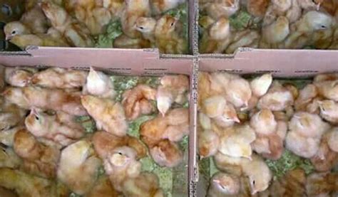 Harga Ayam Petelur Newstempo