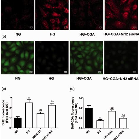 Effects Of Chlorogenic Acid CGA On Reactive Oxygen Species ROS