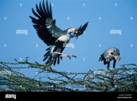 Secretarybird Or Secretary Bird Sagittarius Serpentarius Pair