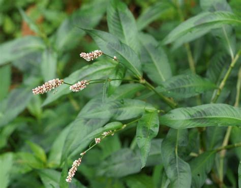 8 meilleures plantes pour la fertilité feminine