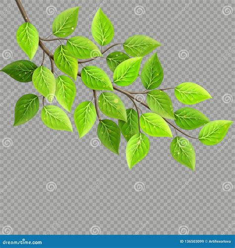 Branch With Fresh Green Leaves Isolated Eco Concept Stock Vector