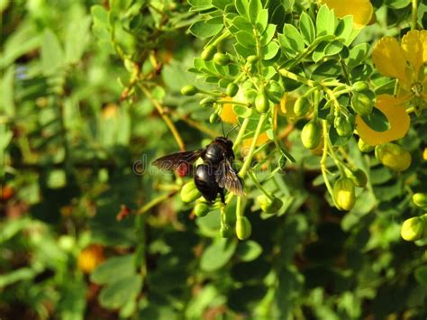 Black Honey Bee Closeup Image Stock Photo - Image of closeup, details: 146346068