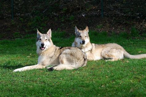 9 Best Wolfdog Breeders In The U.S.