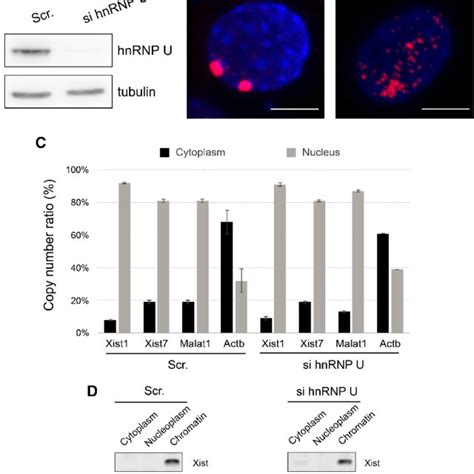 Effect Of Knockdown Using Sirna Against Hnrnp U A Efficiency And