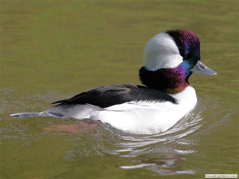 Identify Bufflehead Duck Wildfowl Photography Wildfowling Duck