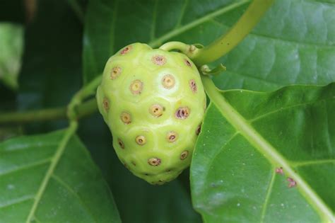 Morinda Noni Fruit 10 Reasons To Eat Lots More Of It