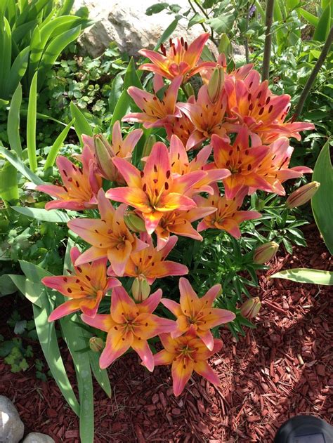 Some Of Our Asiatic Lilies Asiatic Lilies Landscape Plants