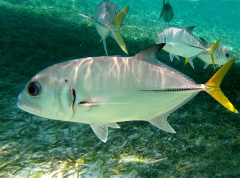 horse eye jack alchetron   social encyclopedia