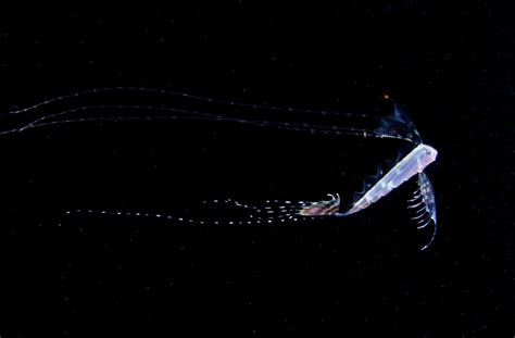 Stunning Underwater Photos Explore the Secret Life of Plankton - NBC News