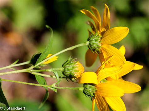 Woodland Sunflower Helianthus Divaricatus Western Carolina