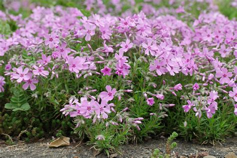 Phlox subulata cv.