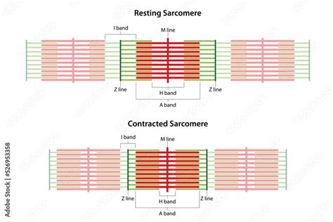 Sarcomeres In Different Functional Stages Resting And Contracted