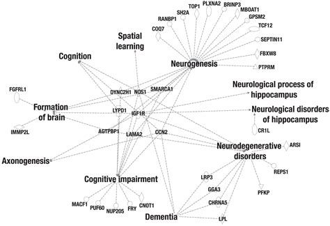 Genes And Gene Networks Underlying Spatial Cognition In Food Caching