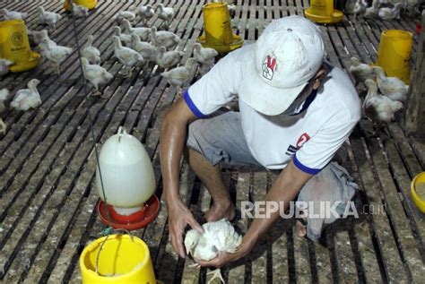 Harga Ayam Dan Telur Anjlok Peternak Unggas Demo Lagi Republika Online