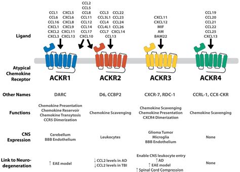 Figure 2 From The Role Of Atypical Chemokine Receptors In