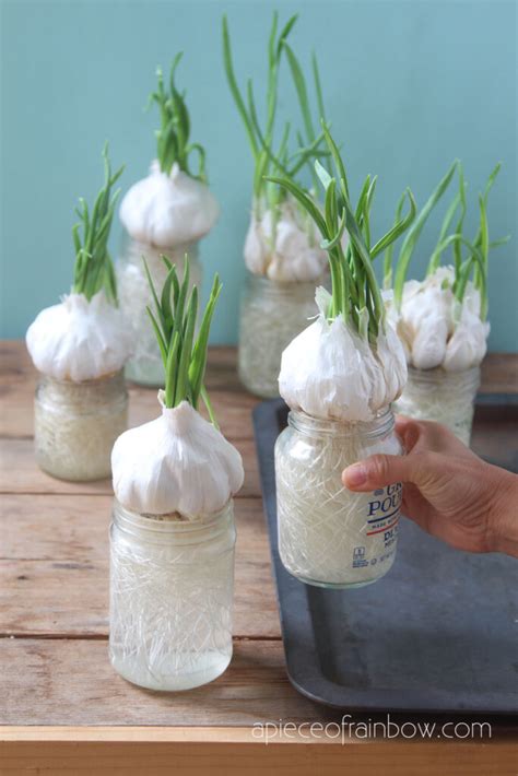 How To Grow Tons Of Garlic In Home Gardens A Piece Of Rainbow