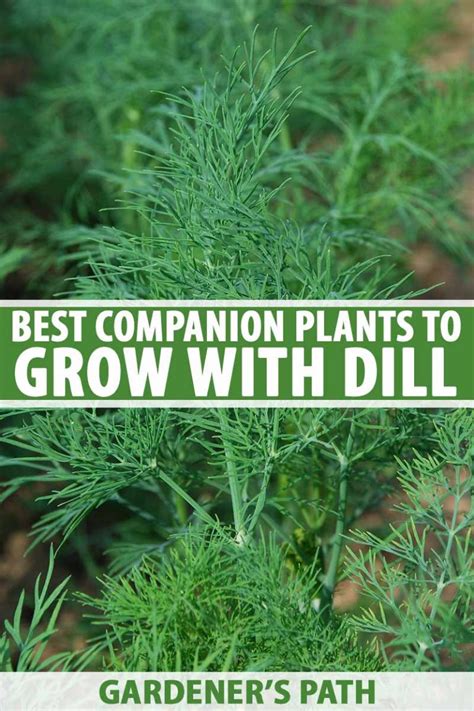 The Best Companion Plants For Dill Gardener’s Path