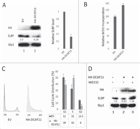 Ectopic Expression Of Dcaf11 Induces Proteasome Mediated Degradation Of