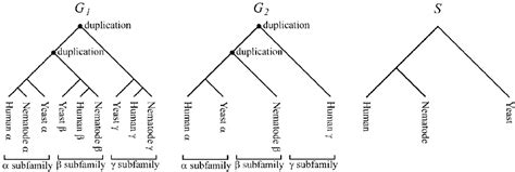 Gene Trees And Species Trees G 1 And G 2 Are Gene Trees S Is A Download Scientific Diagram