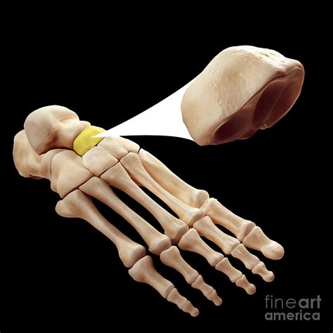 Navicular Bone Photograph by Science Picture Co | Pixels