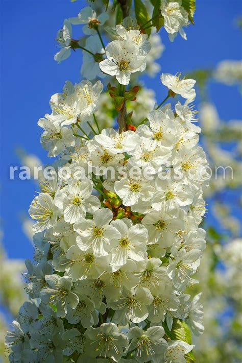 Prunus Avium Cerisier Des Oiseaux Acheter Des Graines Sur