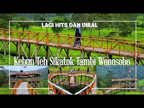 Kebun Teh Sikatok Tambi Wonosobo Wisata Hits Dan Viral Di Wonosobo