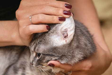 Mitarbeiter Charmant Mit Anderen Worten Milben Im Ohr Katze Tuberkulose