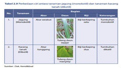 Kacang tanah monokotil atau dikotil - musicalkasap